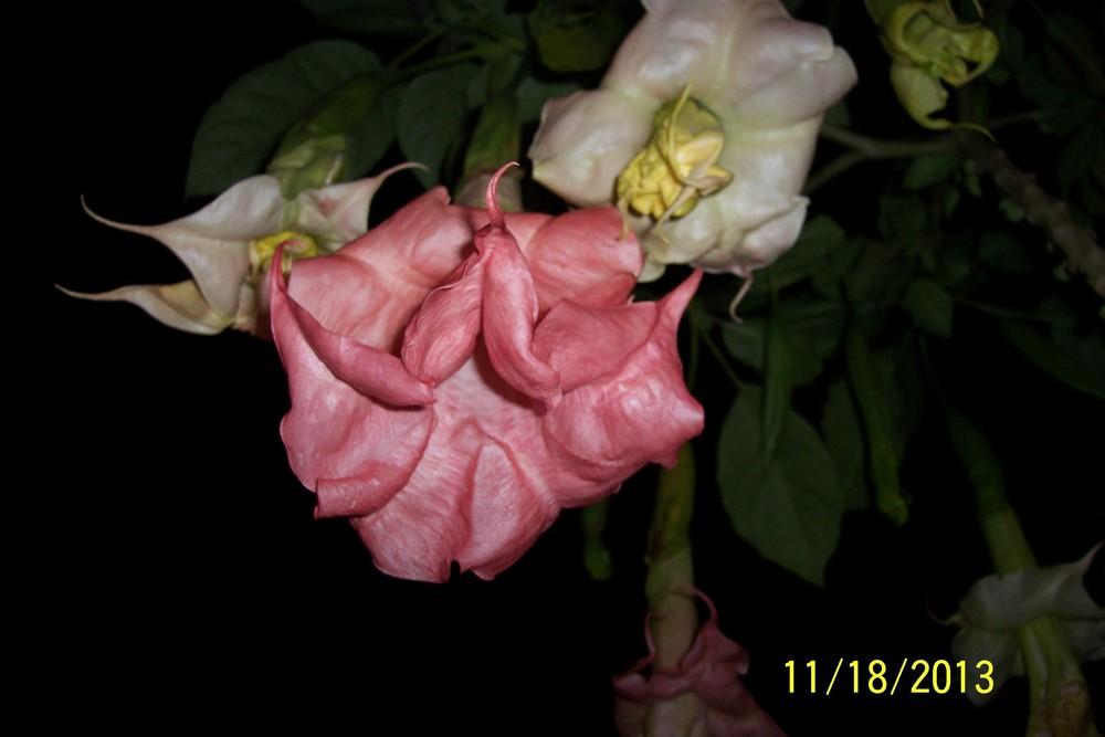 Photo of Angel's Trumpet (Brugmansia 'Inspiration') uploaded by WilliamByrd