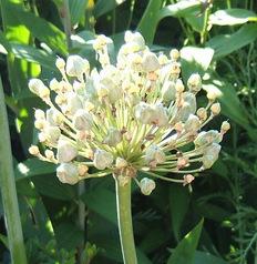 Photo of Black Garlic (Allium multibulbosum 'Silver Spring') uploaded by pirl