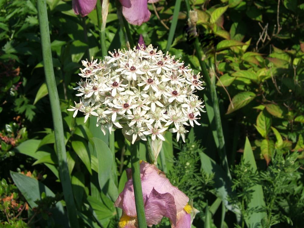 Photo of Black Garlic (Allium multibulbosum 'Silver Spring') uploaded by pirl