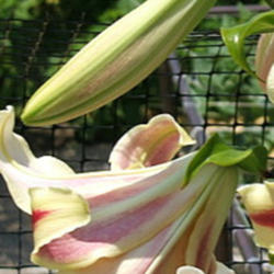 Location: Lily fence - full sun
Date: 2012-0701