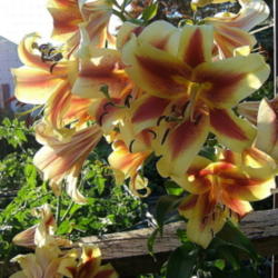 Location: Lily fence - full sun
Date: 2008-0716
Gorgeous, multiple blooms.