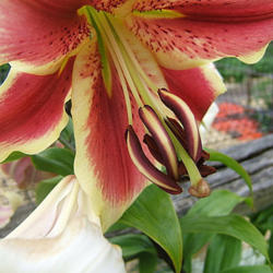 Location: Lily fence - full sun
Date: 2012-0701