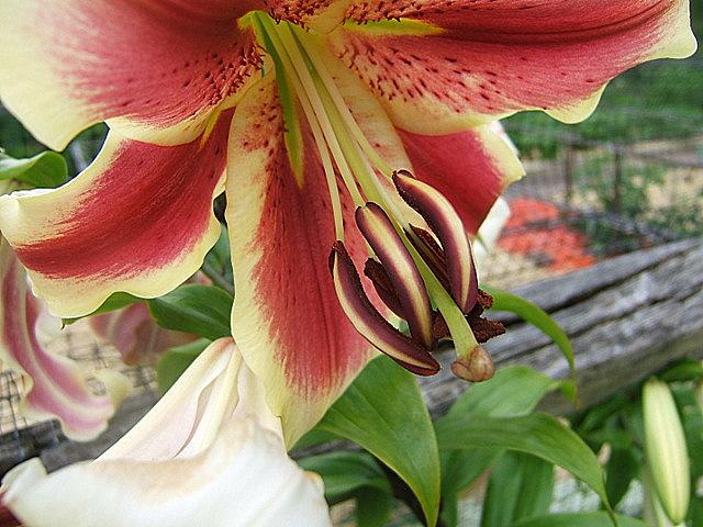 Photo of Lily (Lilium 'Shocking') uploaded by pirl
