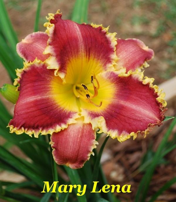 Photo of Daylily (Hemerocallis 'Mary Lena') uploaded by LarryW