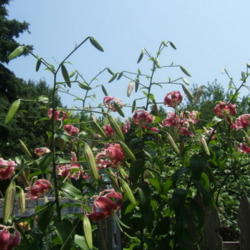 Location: montana grandiflora garden
Date: 2010-07-16
Showing the height.