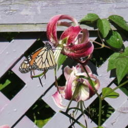 Location: montana grandiflora garden
Date: 2008-08-24
Attractive to butterflies.