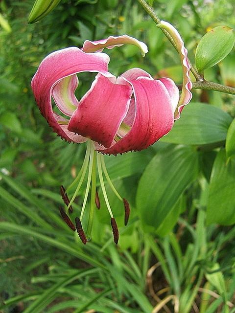 Photo of Lily (Lilium 'Black Beauty') uploaded by pirl