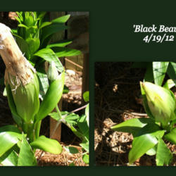 Location: montana grandiflora garden
Date: 2012-04-19
Shedding the stalk from last year. It all happened in 16 seconds 