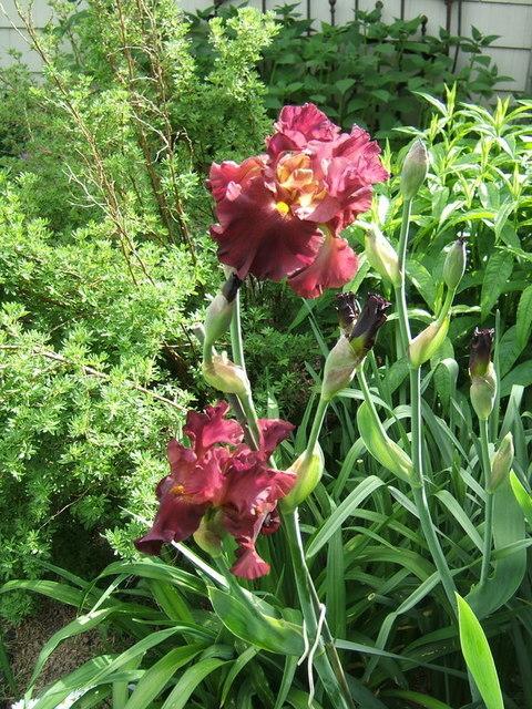 Photo of Tall Bearded Iris (Iris 'Rip City') uploaded by pirl