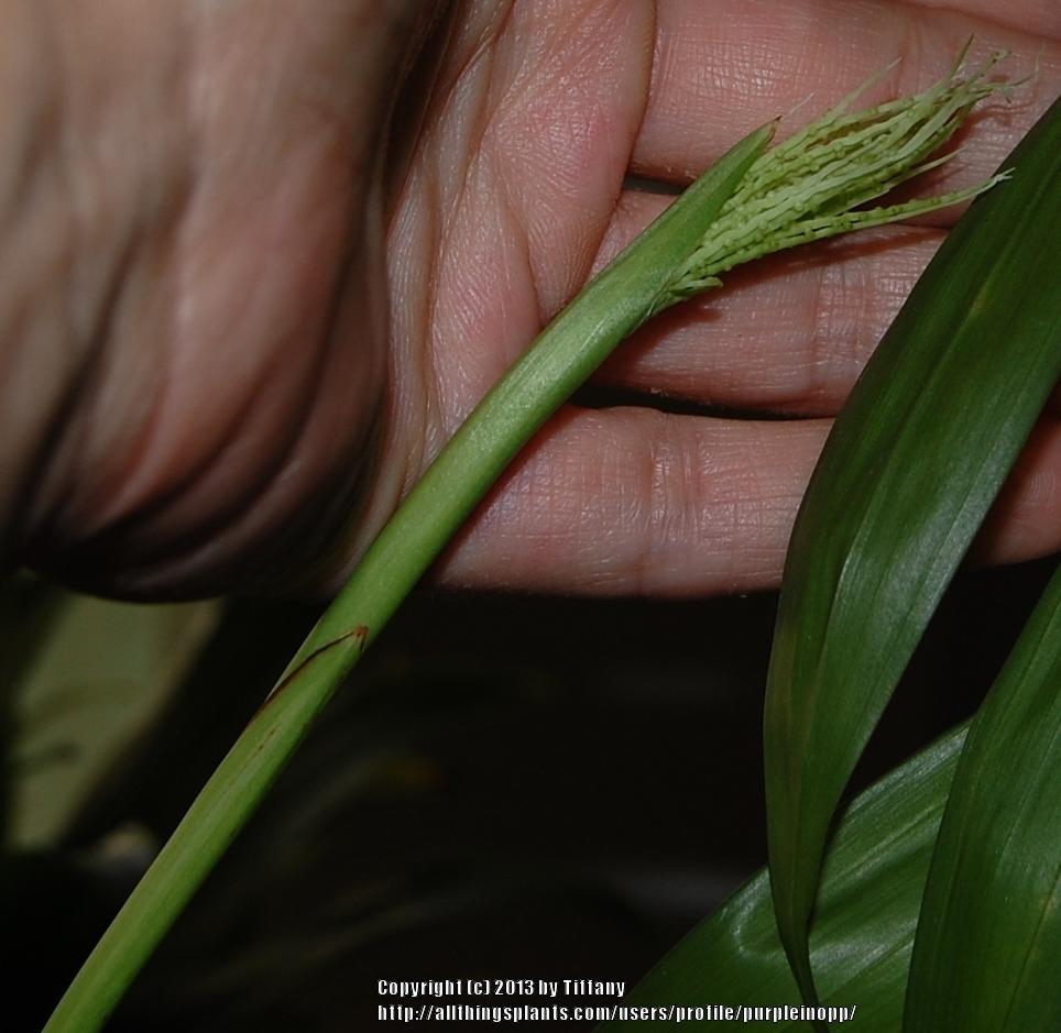 Photo of Parlor Palm (Chamaedorea elegans) uploaded by purpleinopp