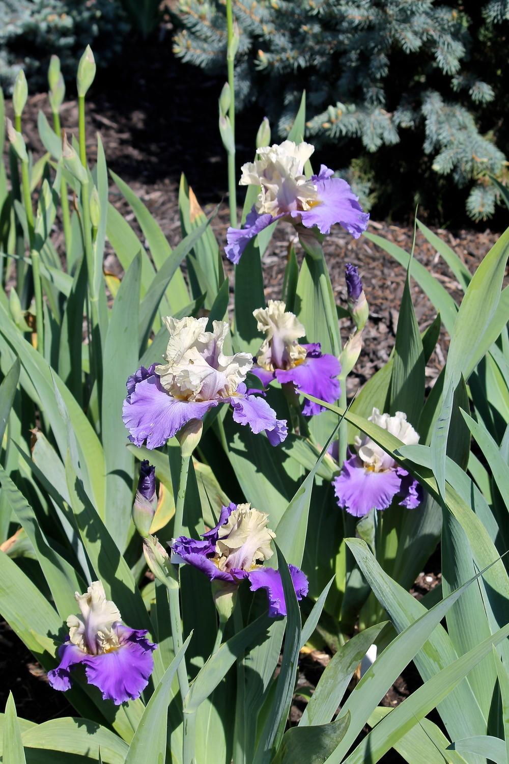 Photo of Tall Bearded Iris (Iris 'Subtle Beauty') uploaded by ARUBA1334