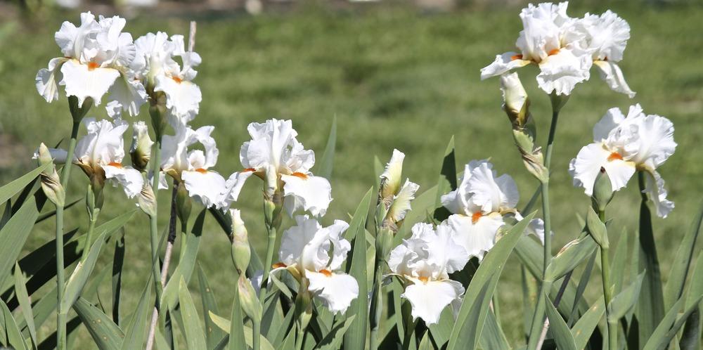 Photo of Tall Bearded Iris (Iris 'White Hot') uploaded by ARUBA1334