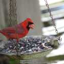 Landscaping To Attract Cardinals