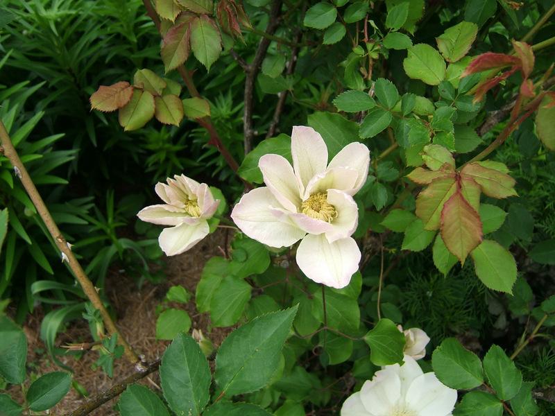 Photo of Clematis 'Lemon Chiffon' uploaded by pirl