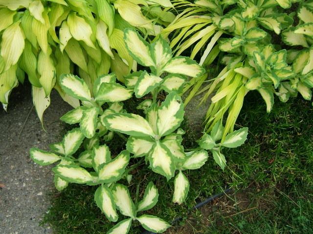 Photo of Garden Stonecrop (Hylotelephium erythrostictum 'Mediovariegatum') uploaded by pirl
