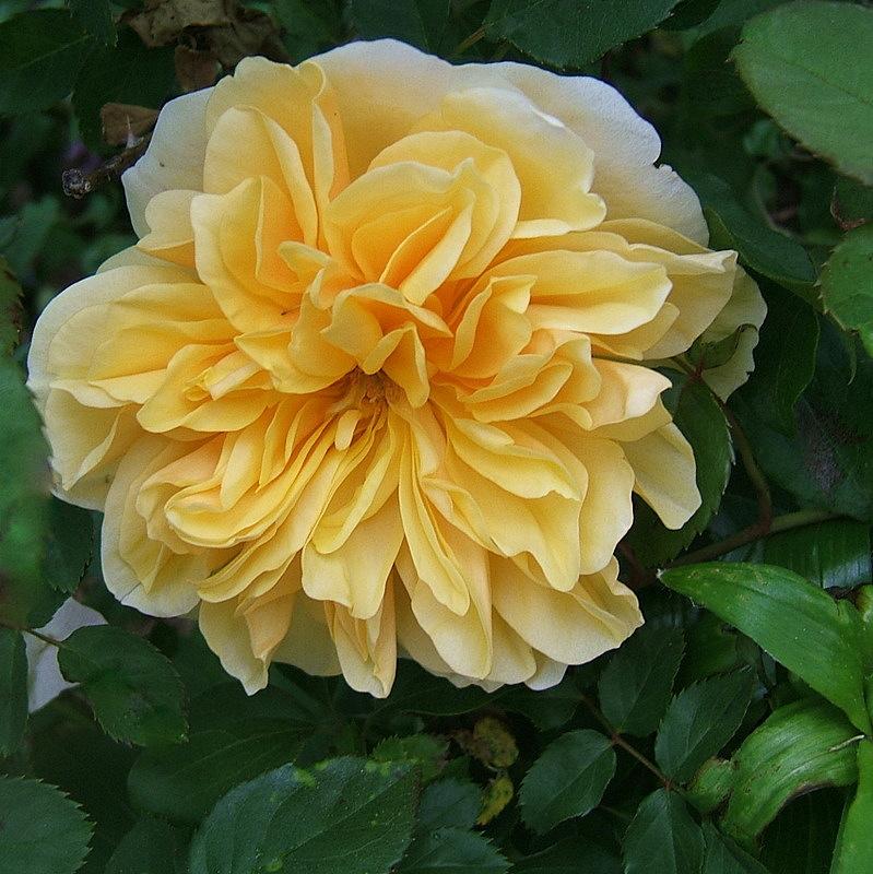 Photo of Rose (Rosa 'Graham Thomas') uploaded by pirl