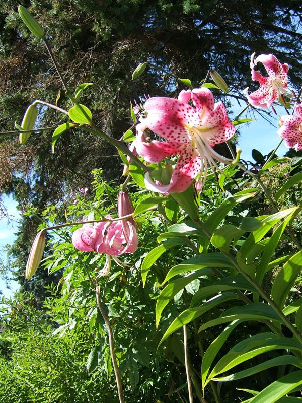 Photo of Rubrum Lily (Lilium speciosum var. speciosum) uploaded by pirl