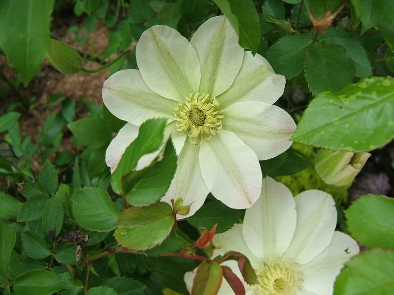 Photo of Clematis 'Lemon Chiffon' uploaded by pirl