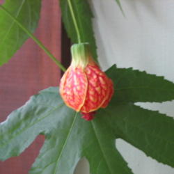 Location: Bowling Green, Ky 
Date: 2013-11-20
This  plant is blooming today indoors.