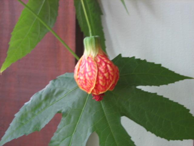 Photo of Abutilons (Callianthe) uploaded by tgarden711