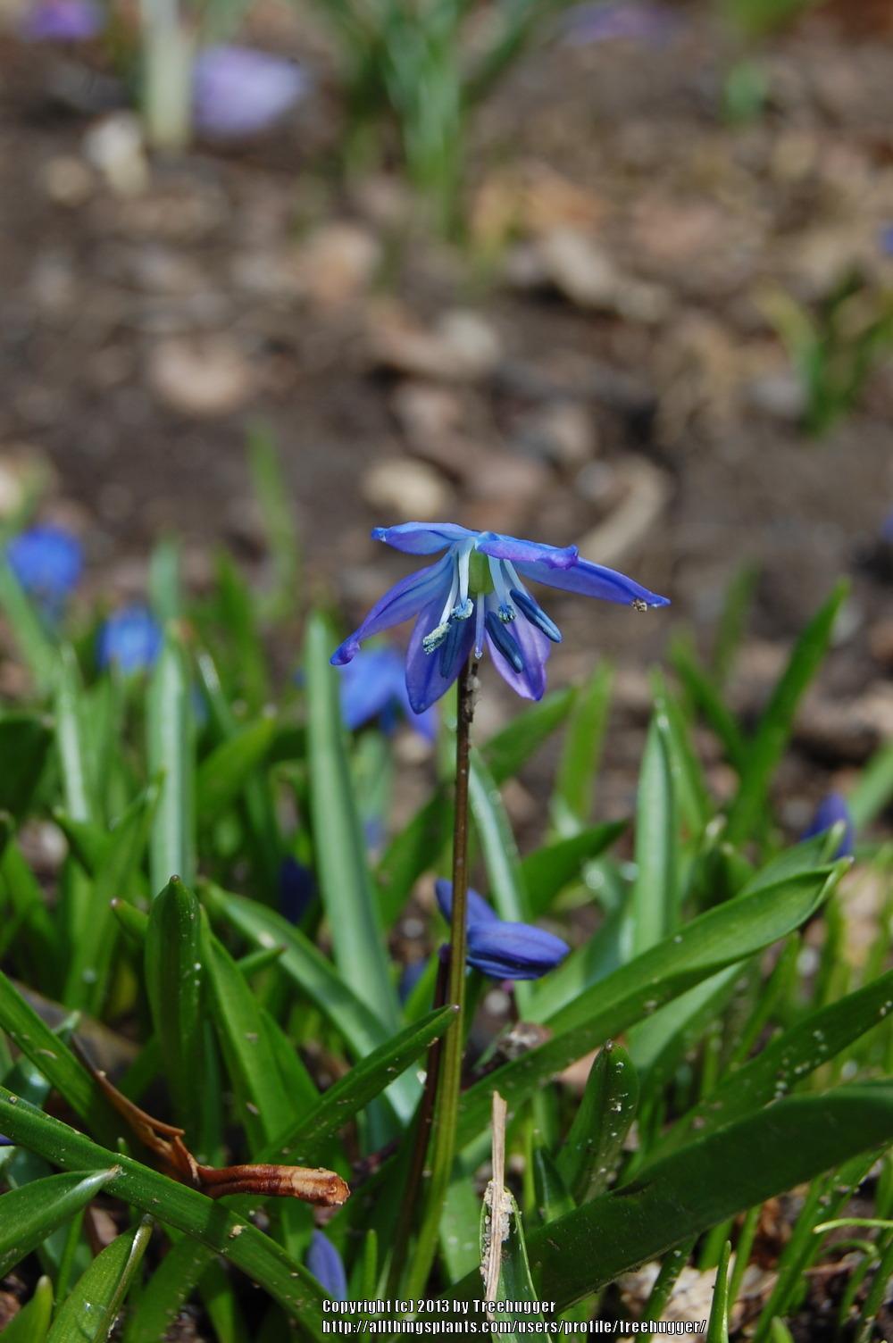 Photo of Siberian Squill (Scilla siberica) uploaded by treehugger