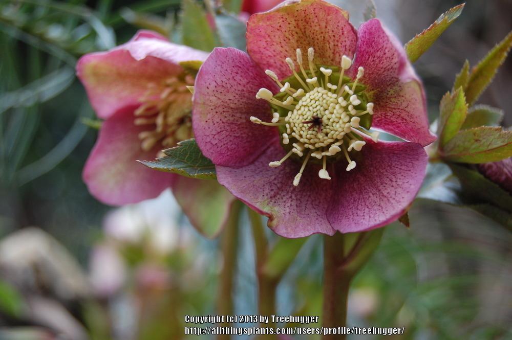 Photo of Lenten Rose (Helleborus orientalis) uploaded by treehugger