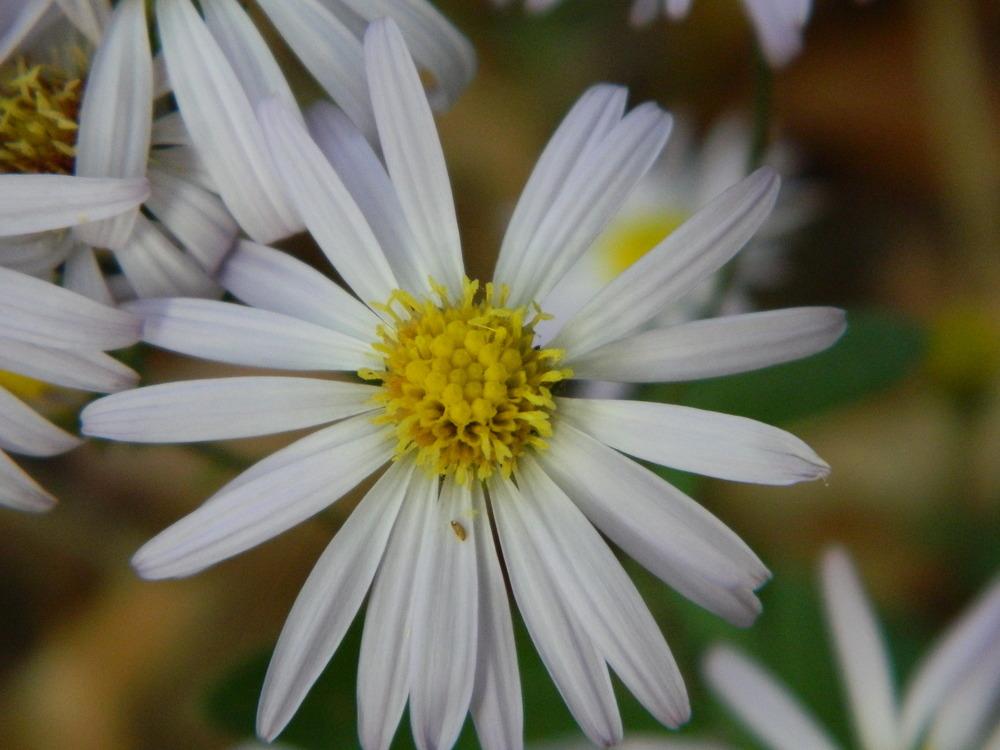 Photo of Late Purple Aster (Symphyotrichum patens) uploaded by wildflowers