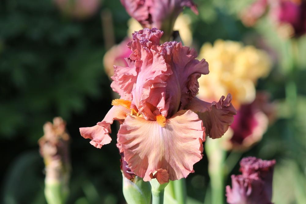 Photo of Tall Bearded Iris (Iris 'Terracotta Bay') uploaded by ARUBA1334