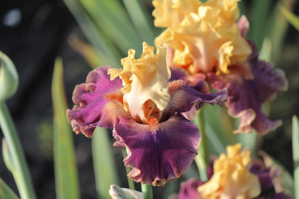 Photo of Tall Bearded Iris (Iris 'Taffeta Tantrum') uploaded by ARUBA1334