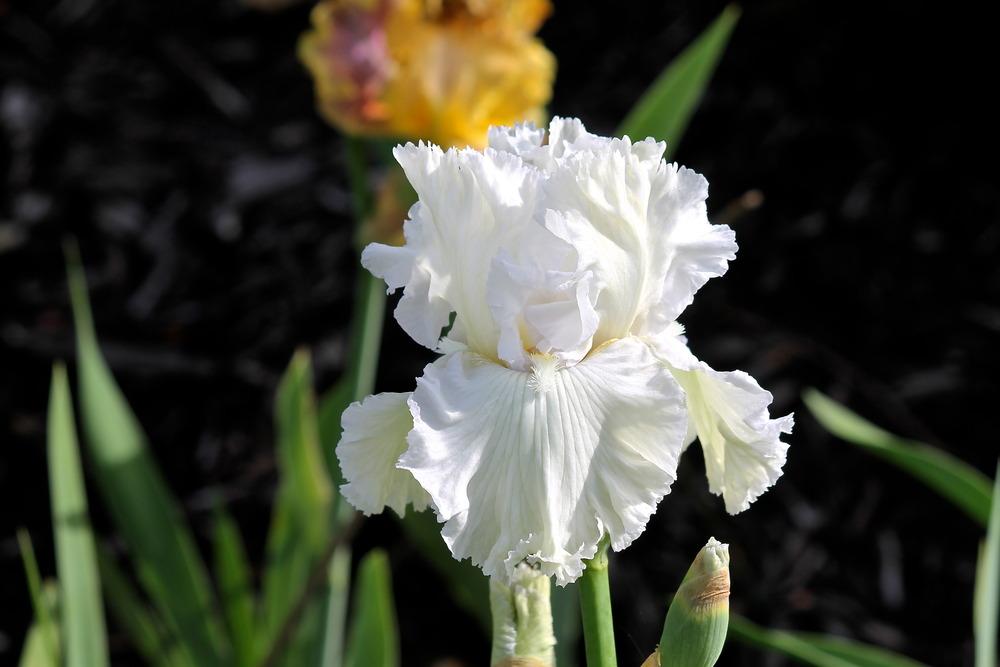 Photo of Tall Bearded Iris (Iris 'Chantilly Bride') uploaded by ARUBA1334