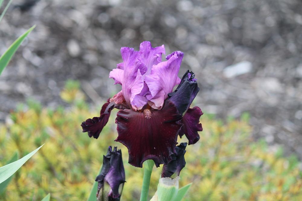 Photo of Tall Bearded Iris (Iris 'Italian Velvet') uploaded by ARUBA1334