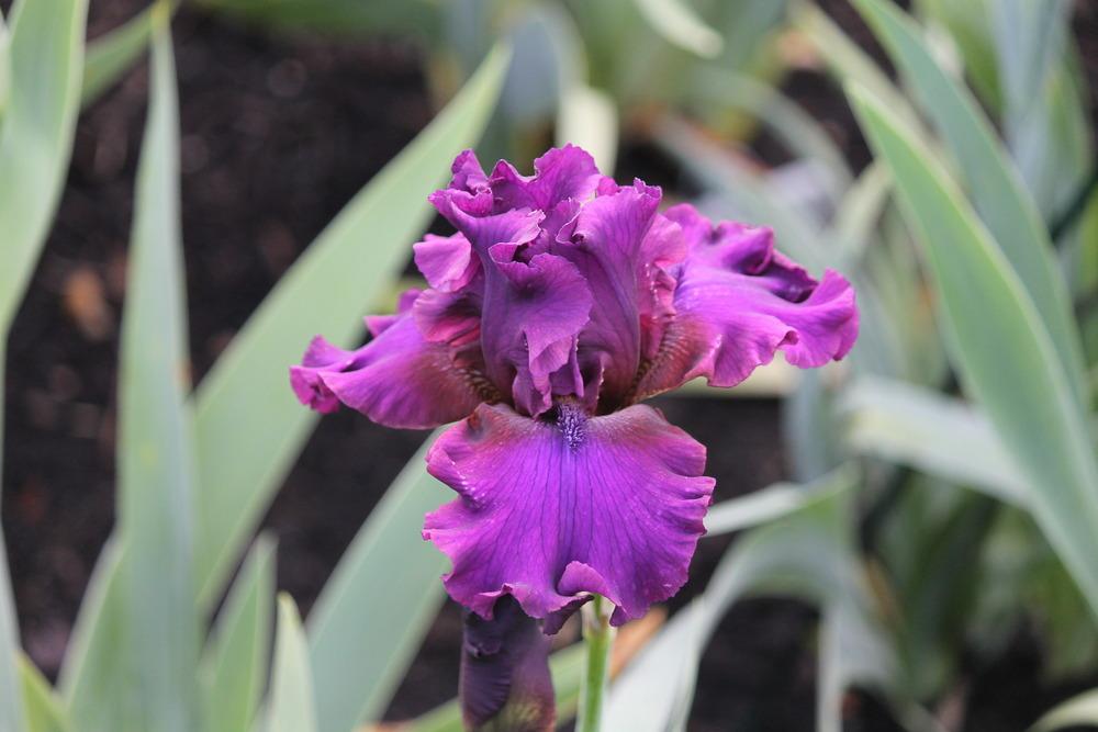 Photo of Tall Bearded Iris (Iris 'Feast of Kings') uploaded by ARUBA1334