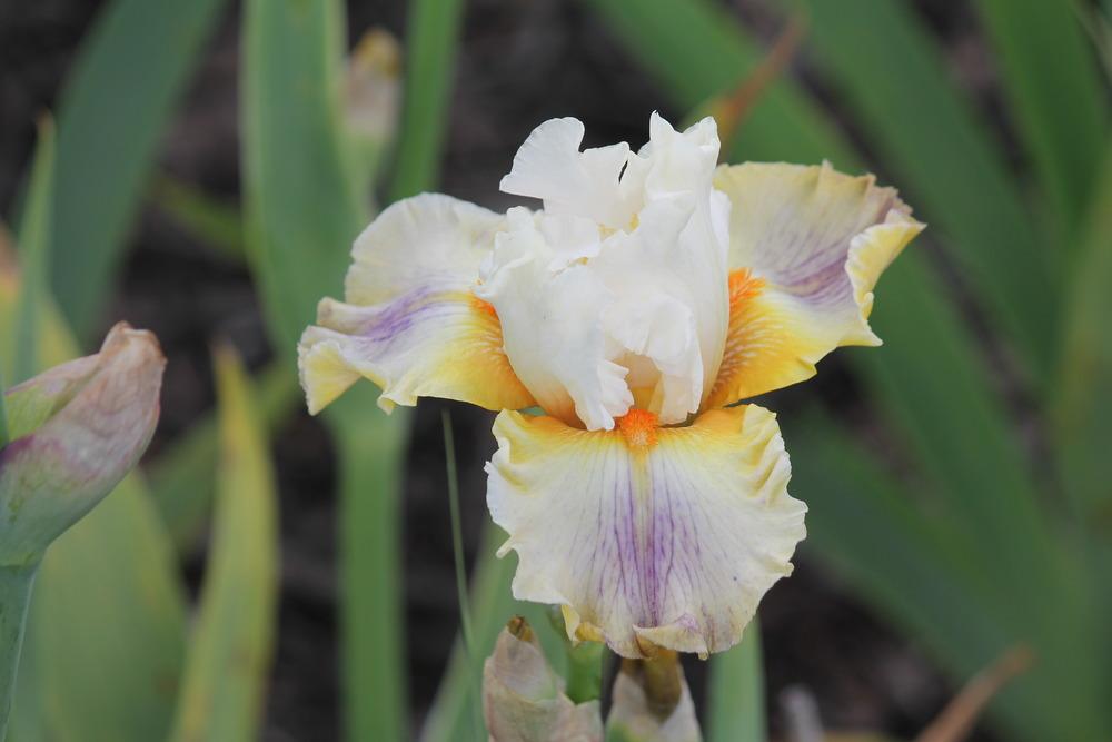 Photo of Tall Bearded Iris (Iris 'Quandary') uploaded by ARUBA1334