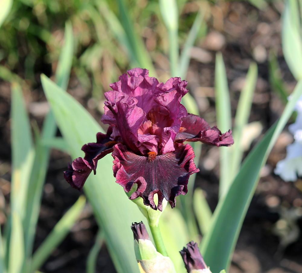 Photo of Tall Bearded Iris (Iris 'Swordsman') uploaded by ARUBA1334