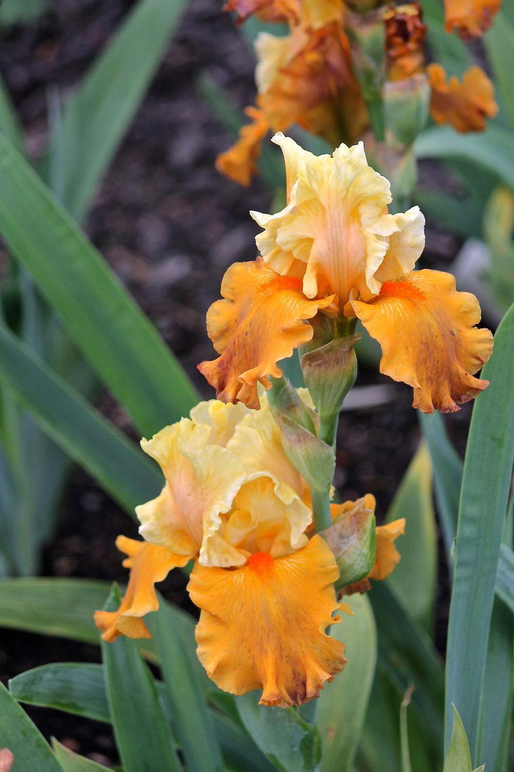 Photo of Tall Bearded Iris (Iris 'Fixation') uploaded by ARUBA1334