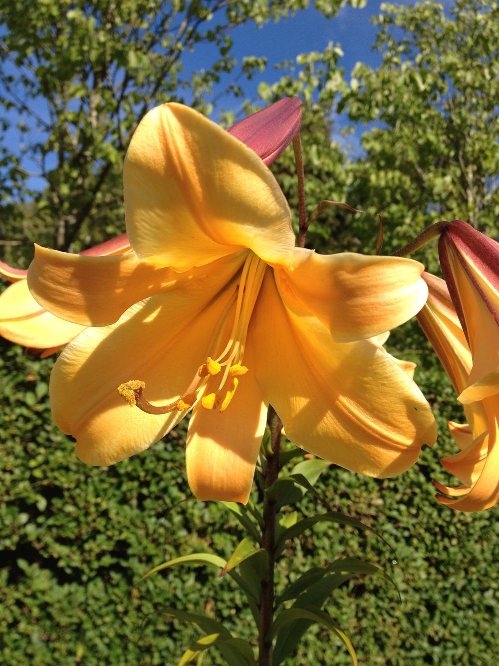 Photo of Lily (Lilium African Queen) uploaded by Cantillon