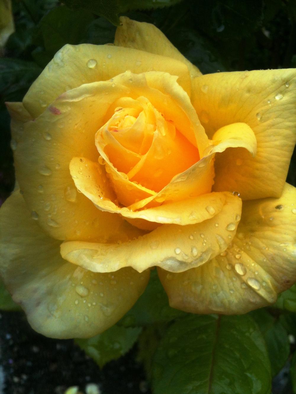 Photo of Floribunda Rose (Rosa 'Arthur Bell') uploaded by Cantillon