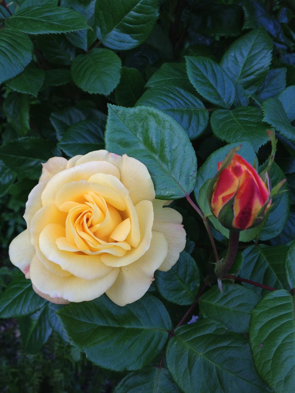 Photo of Floribunda Rose (Rosa 'Arthur Bell') uploaded by Cantillon