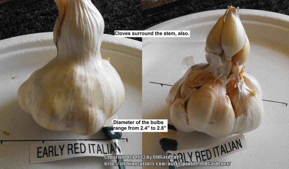 Photo of Garlic (Allium sativum 'Early Red Italian') uploaded by OldGardener