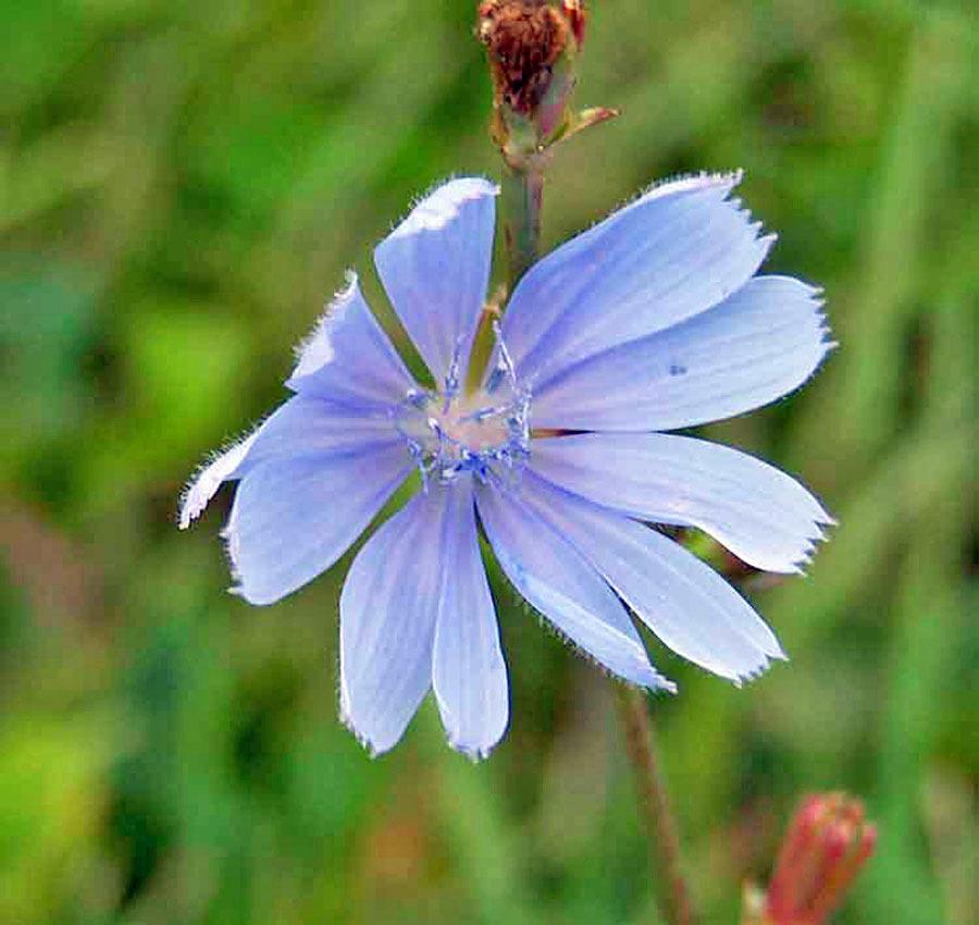 Photo of Chicory (Cichorium intybus) uploaded by TBGDN