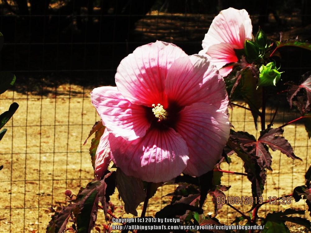 Photo of Hybrid Hardy Hibiscus (Hibiscus Summerific™ Summer Storm) uploaded by evelyninthegarden