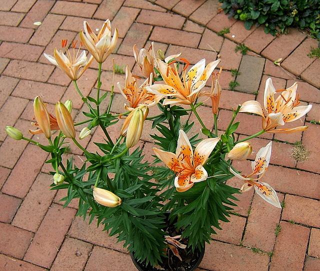 Photo of Lily (Lilium 'Orange Electric') uploaded by pirl