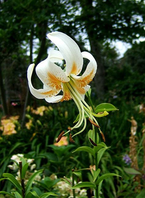 Photo of Lily (Lilium 'Lady Alice') uploaded by pirl