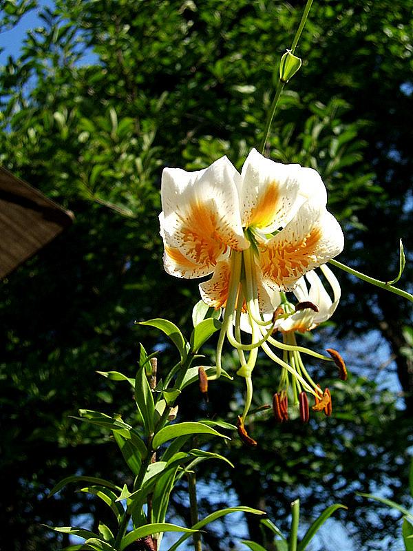 Photo of Lily (Lilium 'Lady Alice') uploaded by pirl