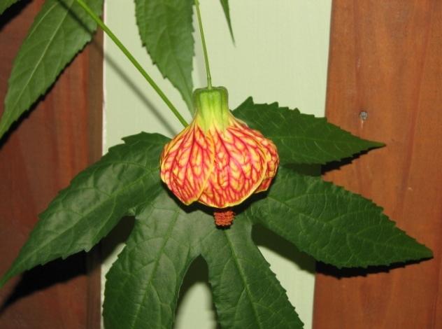 Photo of Abutilons (Callianthe) uploaded by tgarden711