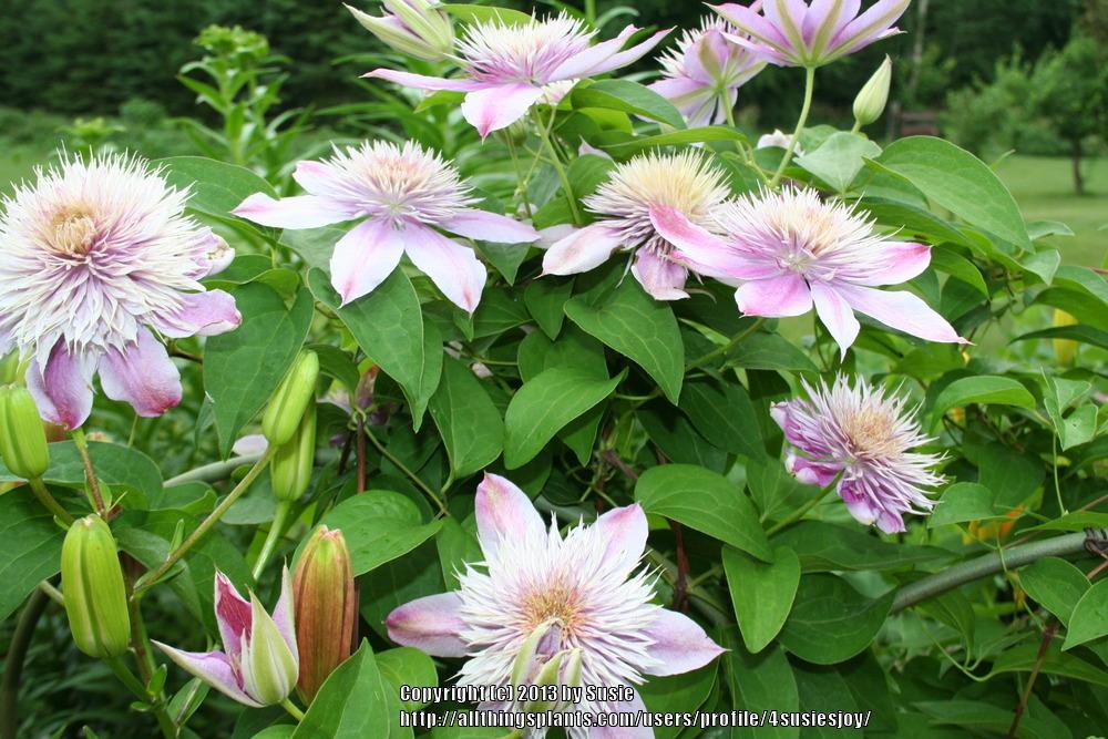 Photo of Clematis Josephine™ uploaded by 4susiesjoy