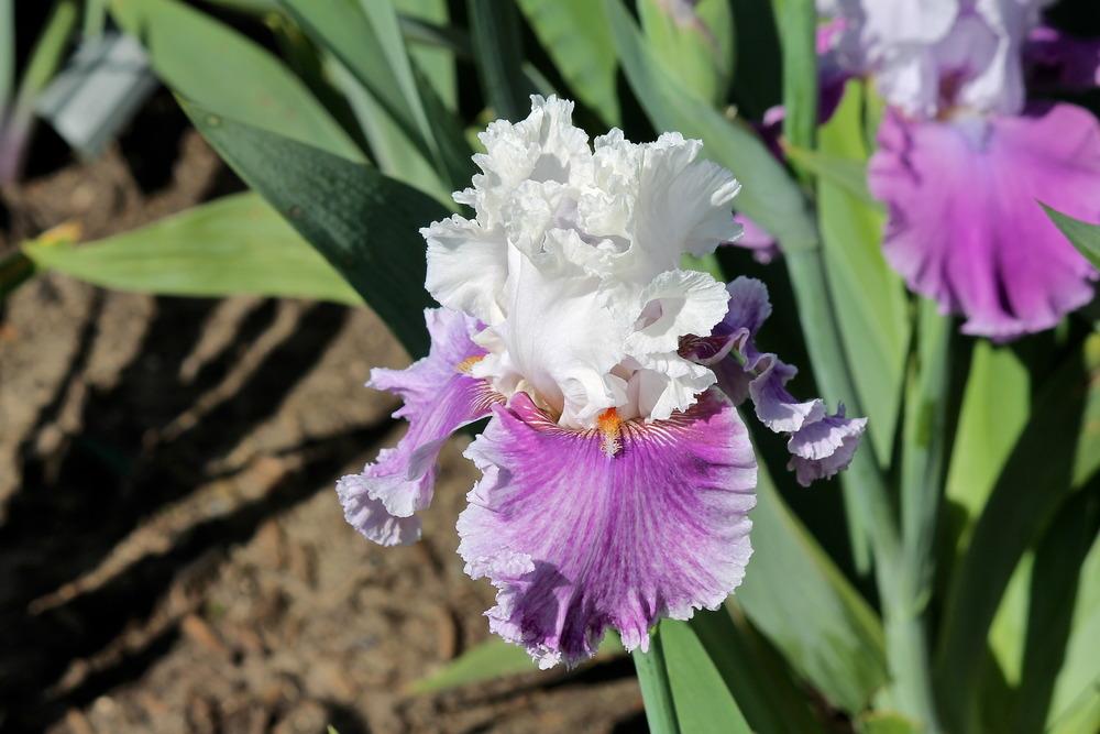 Photo of Tall Bearded Iris (Iris 'Into Temptation') uploaded by ARUBA1334
