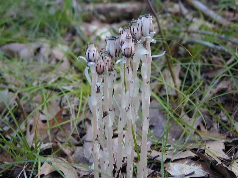 Photo of Indian Pipe (Monotropa uniflora) uploaded by SongofJoy