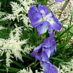Location: Porch garden/now Bluestone garden
Date: 2010-0620
With Japanese iris 'Gusto'.
