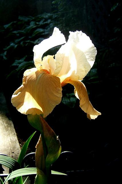 Photo of Tall Bearded Iris (Iris 'Champagne Elegance') uploaded by pirl
